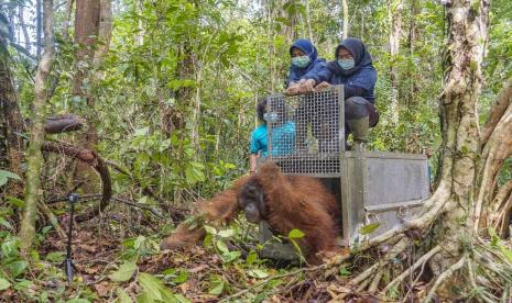 aman Nasional Gunung Palung (Tanagupa) kembali menerima seekor orangutan jantan liar dewasa hasil penyelamatan bersama antara Tim Wildlife Rescue Unit (WRU), Balai Konservasi Sumber Daya Alam (BKSDA) Seksi Konservasi Wilayah I Ketapang, Yayasan IAR Indonesia, Yayasan Palung dan Lembaga Pengelola Hutan Desa (LPHD) Penjalaan