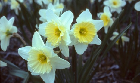 Amaryllidaceae narcissus