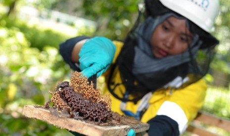 Amman Mineral mengembangkan budidaya madu dari lebah jenis Trigona SP di areal reklamasi bekas lahan tambang Batu Hijau, Kecamatan Sekongkang, Kabupaten Sumbawa Barat, Nusa Tenggara Barat (NTB).