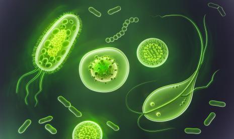 Amoeba (ilustrasi). Seorang pria asal Amerika Serikat tewas setelah terinfeksi amoeba pemakan otak, Naegleria fowleri.