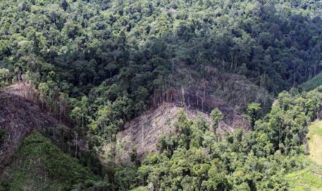 An aerial photo shows an area of illegal logging in forest buffers near National Park in Bukit Tigapuluh, Riau-Jambi. Illegal logging in the area has threatened its biodiversity and ecosystem. (file photo)