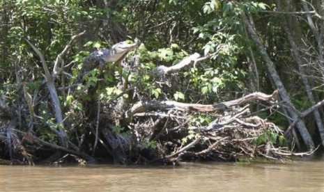 An American alligator perches on a tree branch in the Pearl River Delta, Mississippi, in this undated handout photo received on February 14, 2014.