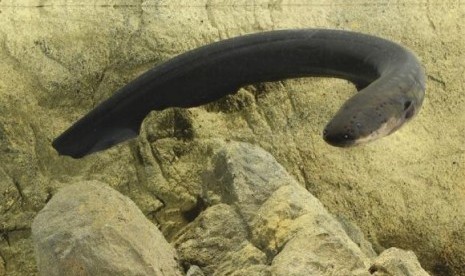 An electric eel (Electrophorus electricus) is pictured in this undated handout photo obtained by Reuters December 4, 2014. 