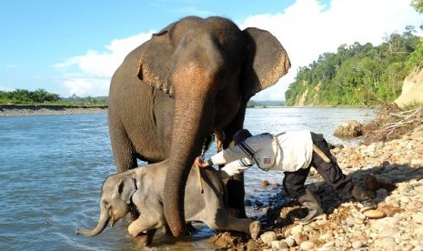 An elephant tamer train Bona, a two year old sumatran elephant in Bengkulu. Bona is assited by its foster mother, an elephant named Aswita. (illustration)  