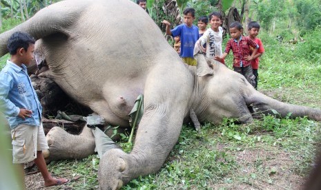 Anak-anak melihat gajah Sumatera (Elephas maximus sumatrensis) yang mati diduga akibat tersengat arus listrik di Kawasan perkebunan warga Desa Seumanah Jaya, Rantoe Perlak, Aceh Timur, Aceh, Minggu (15/10). 