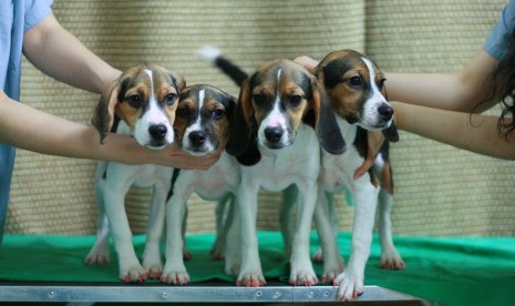 Fatwa Mesir tentang hukum memelihara anjing bagi Muslim