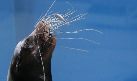 Anak anjing laut mengidentifikasi vokal ibunya dengan dua cara, jarak jauh dan jarak dekat.