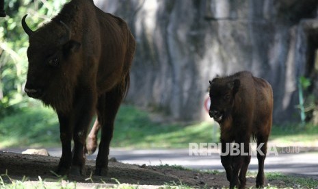 Satwa koleksi Taman Safari Indonesia. Kabupaten Bogor menargetkan tingkat kunjungan wisatawan Korea Selatan meningkat, salah satunya dengan mengenalkan objek wisata Taman Safari Indonesia.