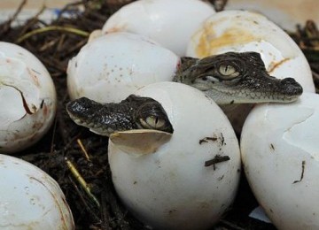 Anak buaya baru menetas