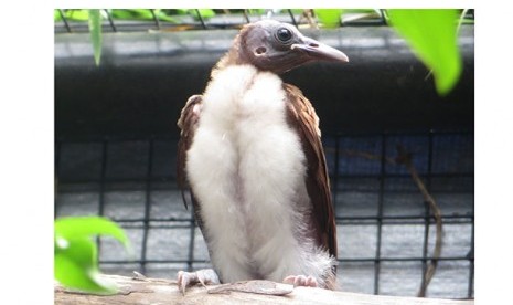 anak burung cendrawasih.