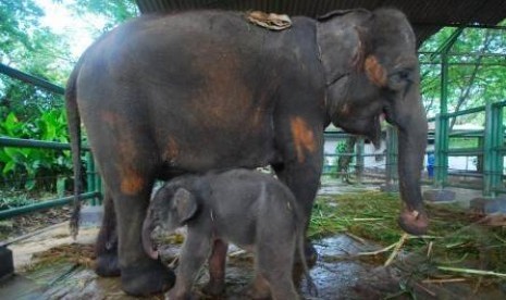 Anak gajah dan induknya (ilustrasi).