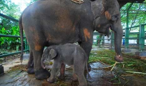 Anak gajah dan induknya (ilustrasi)