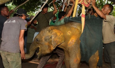 Anak gajah Sumatera (Elephas Maximus Sumatranus)