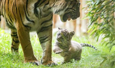 Aktivitas seekor induk dengan tiga ekor anak harimau sumatera di kawasan Taman Nasional (TN) Bukit Tiga Puluh terekam kamera trap oleh tim Pemantau Harimau Sumatera.