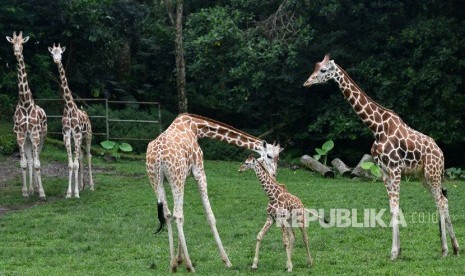 Taman Safari Prigen Tambah Koleksi Singa dan Jerapah