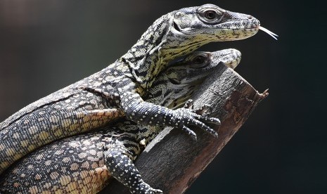 Anak komodo.