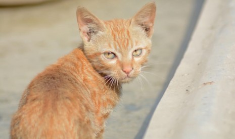 Anak kucing (ilustrasi). Seekor anak kucing terjebak di kap mobil dan dibantu petugas Damkar Jakbar untuk keluar.