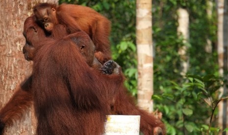 Anak orangutan melihat ke arah orangutan dewasa. Ilustrasi