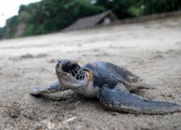 Anak penyu yang baru menetas di pantai Pulau Enggano merangkak menuju laut