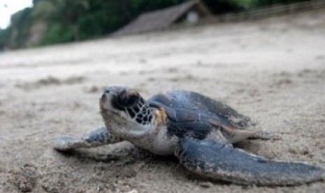 Anak penyu yang baru menetas di pantai Pulau Enggano merangkak menuju laut