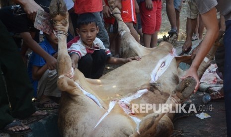 Anak sedang melihat hewan kurban yang akan dikuliti sebelum dagingnya dipotong.