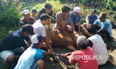  Anak yatim Bogor terima berkah sapi keseleo.