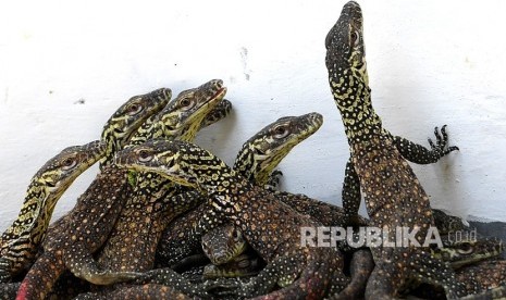 Anakan Komodo KBS. Sejumlah anakan komodo (Varanus komodoensis) berada dalam kandang di Kebun Binatang Surabaya (KBS), Surabaya, Jawa Timur, Selasa (5/3/2019). 