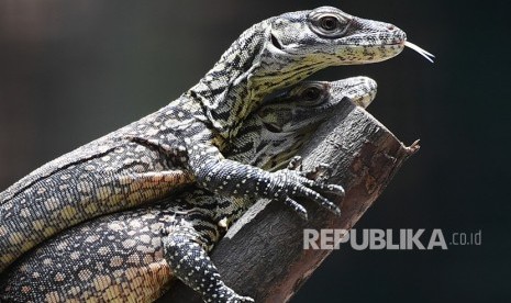 Anakan Komodo KBS. Sejumlah anakan komodo (Varanus komodoensis) berada dalam kandang di Kebun Binatang Surabaya (KBS), Surabaya, Jawa Timur, Selasa (5/3/2019).