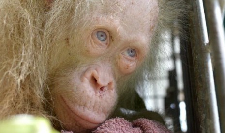 Anda diundang untuk memberi nama buat orangutan albino langka yang kini ditangani pihak yayasan Borneo Orangutan Survival Foundation (BOSF).