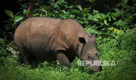 Andatu, badak sumatra badak berada di Suaka Rhino Sumatra (SRS)-Taman Nasional Way Kambas (TNWK) Lampung Timur, Rabu (27/7).