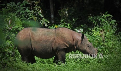 Andatu, badak sumatra badak berada di Suaka Rhino Sumatra (SRS)-Taman Nasional Way Kambas (TNWK) Lampung Timur, Rabu (27/7)