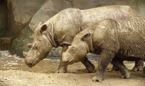 Andatu (left), the male Sumatra rhino is born in East Lampung on June 23. The birth of the rhino was the first after the breeding conservation in Asia 124 years ago. 