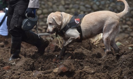 Anggota Direktorat Polisi Satwa Baharkam Polri mengerahkan anjing pelacak untuk mencari korban pascabanjir bandang aliran Sungai Cimanuk di Lapangparis, Tarogong Kidul, Kabupaten Garut, Jabar, Jumat (23/9). 