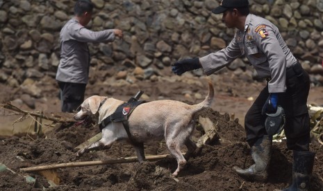 Anggota Direktorat Polisi Satwa Baharkam Polri mengerahkan anjing pelacak untuk mencari korban pascabanjir bandang aliran Sungai Cimanuk di Lapangparis, Tarogong Kidul, Kabupaten Garut, Jabar, Jumat (23/9).