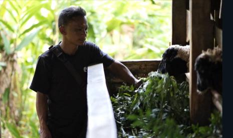 Anggota Gabungan Kelompok Tani Jaga Lembur Tani Makmur Desa Bojongkapol, Kecamatan Bojonggambir, Tasikmalaya, Rismayadi (40) ketika memberikan pakan pada hewan ternaknya. Dengan tanaman indigofera, masyarakat dapat memanfaatkan daunnya sebagai pakan ternak dan rantingnya dapat dijual ke PLN sebagai bahan bakar co-firing biomassa.