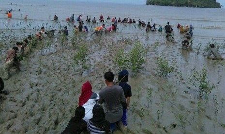 Anggota HIMMI dan HIMKA AMIK BSI Pontianak menanam pohon mangrove di Menpawah.   