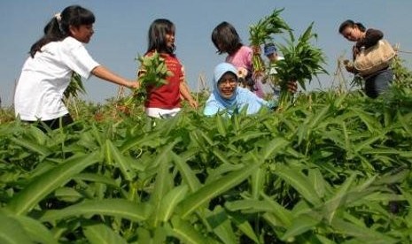 Anggota Indonesia Berkebun sedang memaneng kangkung bersama di lahan milik Akademi Berkebun