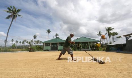 Anggota kelompok tani Lamuta III menjemur gabah padi organik di Desa Hutabohu, Kabupaten Gorontalo, Gorontalo. Badan Pusat Statistik (BPS) mencatat terdapat penurunan harga gabah di tingkat petani maupun beras sepanjang Februari 2022. Penurunan harga terjadi meski belum memasuki musim panen raya puncak yang biasanya jatuh pada Maret-April.