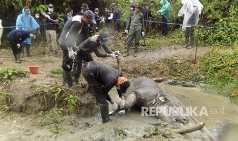 Anggota Polisi Hutan Taman Nasional Ujung Kulon (TNUK) mengidentifikasi bangkai Badak Jawa (Rhinoceros sondaicus) yang ditemukan di Blok Citadahan, Ujungjya, Pandeglang, Banten  (ilustrasi)