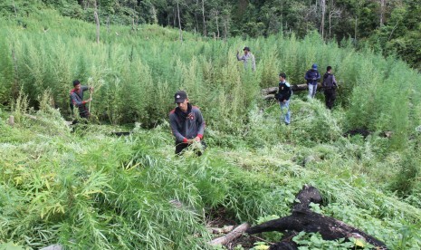 Anggota Polresta Aceh Besar mencabut tanaman ganja siap panen di hutan Desa Lamteba, Pegunungan Seulawah, Kabupaten, Aceh Besar, Aceh, Minggu (24/5). 