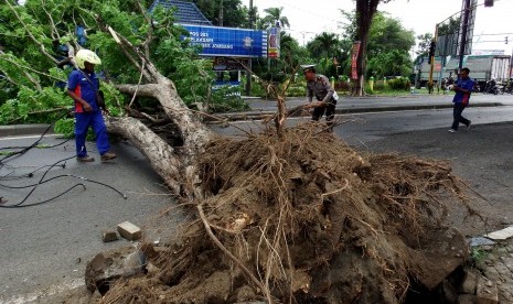 Pohon tumbang akibat angin kencang (ilustrasi)