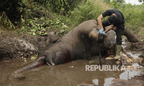 Anggota Tim medis Balai Besar Konservasi Sumber Daya Alam (BBKSDA) Riau melakukan nekropsi terhadap bangkai gajah liar betina, Dita (25 tahun) yang pada 2014 terkena jerat sehingga kaki depan kirinya buntung, sebelum akhirnya ditemukan mati pada Senin (7/10/2019), di kawasan Suaka Margasatwa (SM) Balai Raja, Kecamatan Mandau, Kabupaten Bengkalis, Selasa (8/10/2019). 