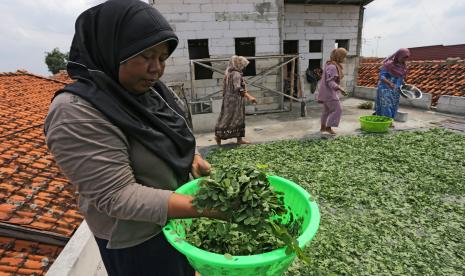 Anggota tim penggerak PKK menjemur daun kelor. Tanaman ini  berkhasiat untuk mencegah stunting alias tengkes pada balita.