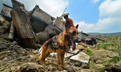 Anjing pelacak dmanfaatkan kemungkinan ada mencari kobran atau ada yang seasraramaaf?