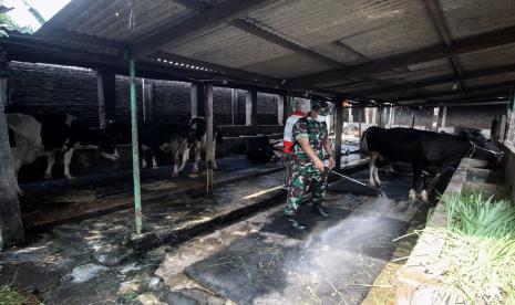 Pemkab Pamekasan Gencarkan Penyemprotan Disinfektan Cegah PMK (ilustrasi).