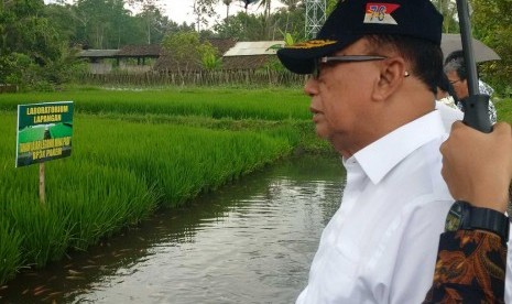 Anggota Wantimpres Sidarto Danusubroto di lokasi pertanian minapadi di Sleman.