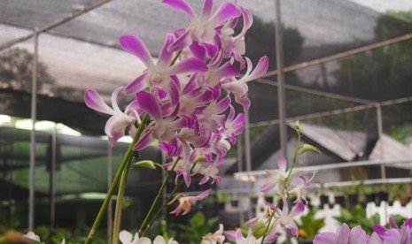 Anggrek Dendrobium