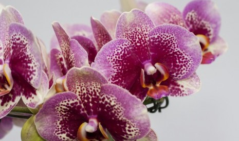 Anggrek phalaenopsis.