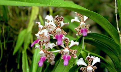 Anggrek Vanda Merapi