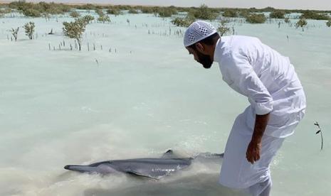 Puluhan Lumba-Lumba Diselamatkan di Perairan Arab Saudi. Angin kencang dan pasang surut menyebabkan kematian sejumlah lumba-lumba di wilayah Ras Al-Shabaan, 35 kilometer selatan Provinsi Umluj, Arab Saudi. Namun, puluhan lumba-lumba lain juga berhasil diselamatkan dan dikembalikan ke habitat aslinya di Laut Merah.